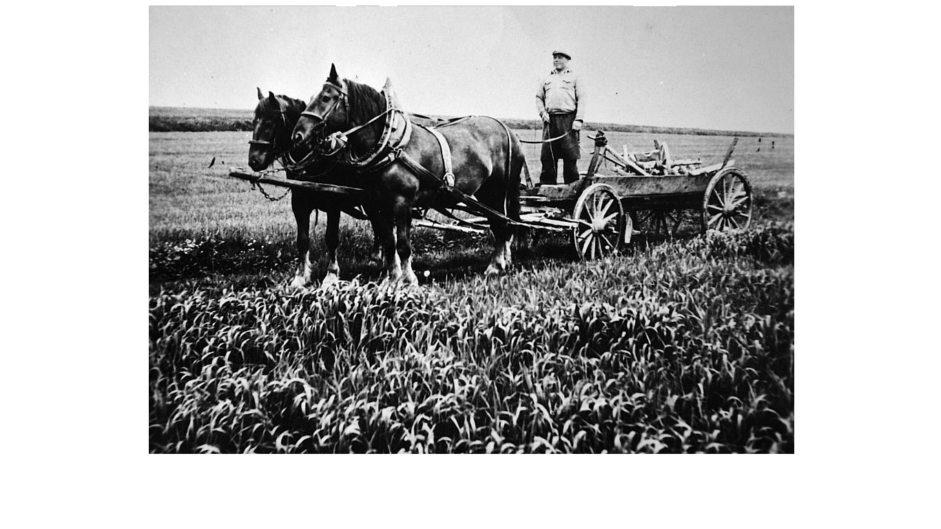 Starý Kramolín práce na poli 1930