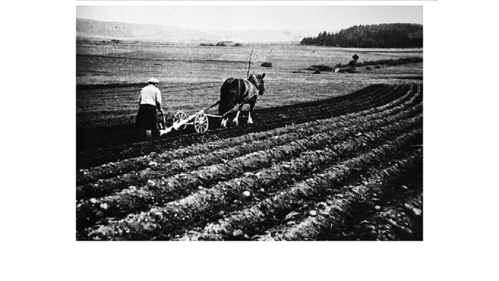 Starý Kramolín práce na poli 1931