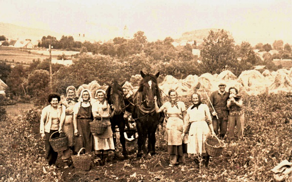 Na bramborách 1964 - M.Tejmlová, L.Kabourková, A.Raiserová, Volfová, koně Fany a Minka, Křížová, Burešová, ( - ), Jaklová